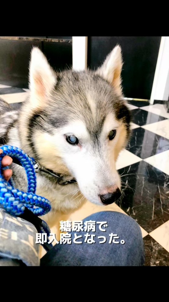 病院にいるハスキー