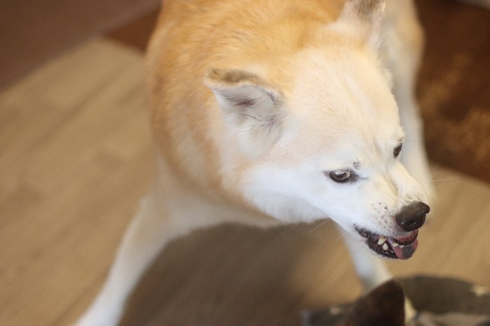 目の間に皺を寄せる犬