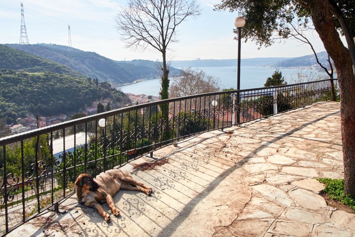 公園で寝ているトルコの野良犬