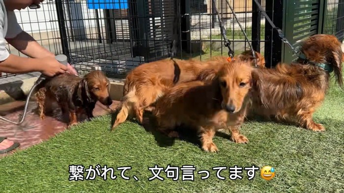 「もっと遊びたい!」とアピール中