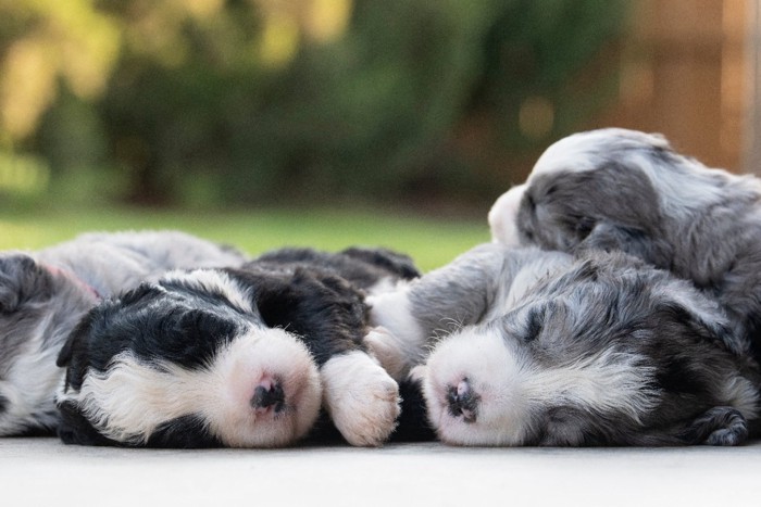 重なって眠る子犬たち