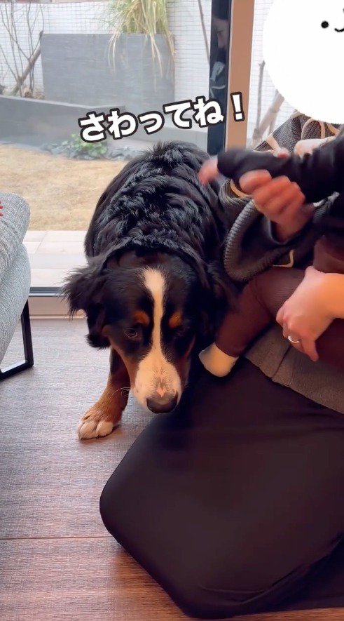 犬の頭を撫でる赤ちゃん