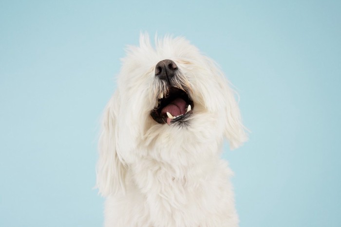 白い犬