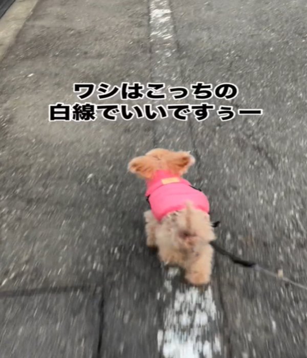 白線の上を歩く犬2