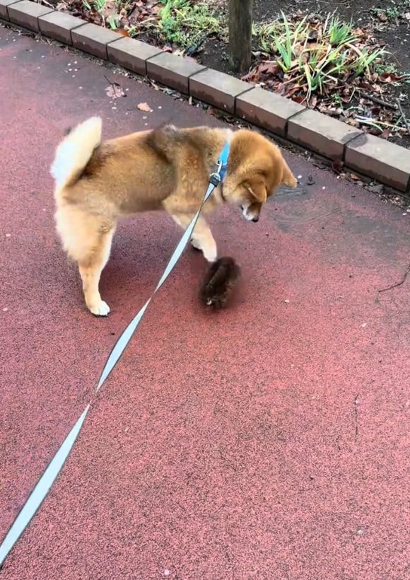 タワシを触ってみるりんちゃん