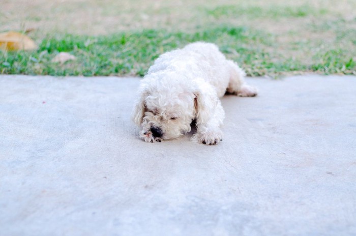 手の裏を舐めている白い犬