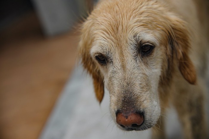 少し疲れた様子の老犬