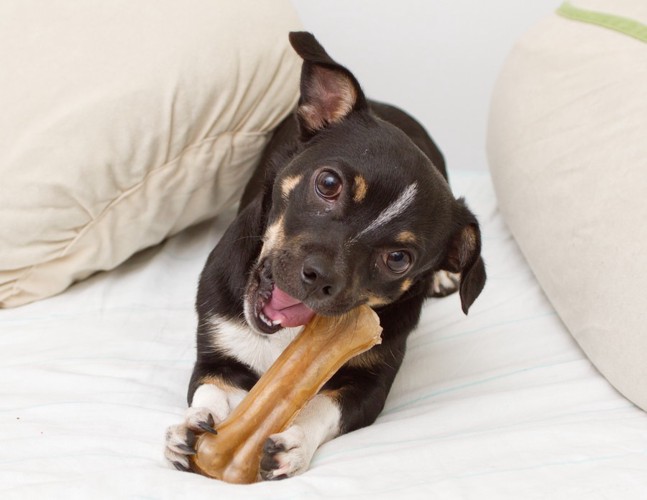 おやつを食べる犬