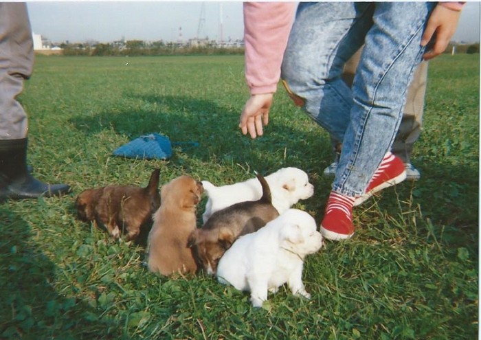 外の仔犬たち