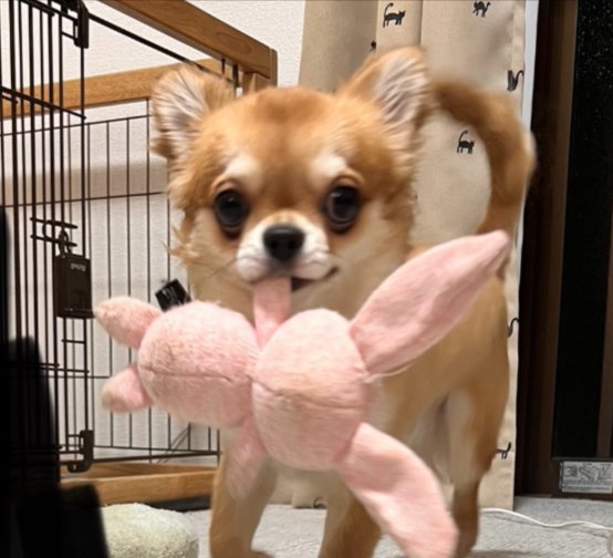 あざとい