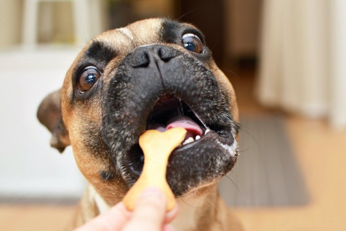 飼い主の手からおやつをもらう犬