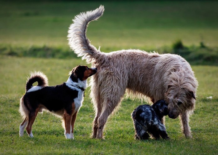 3匹の犬