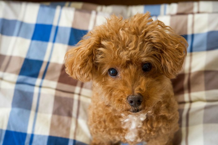 見上げる犬