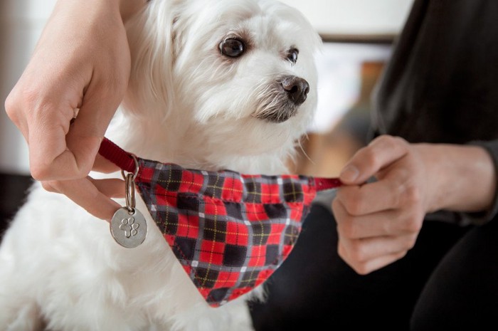 名札付きのバンダナを着ける犬