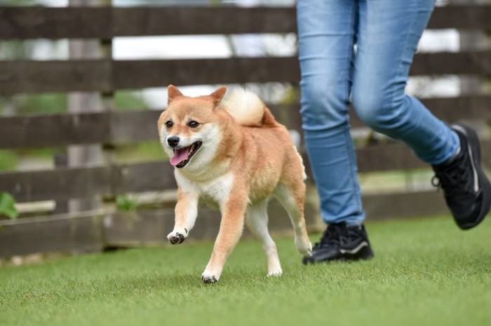 走る人の足元と柴犬