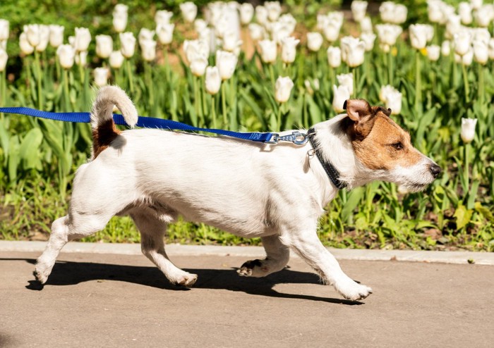 花の横を散歩する犬