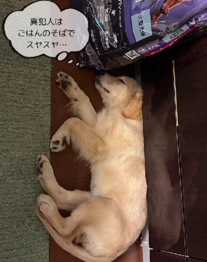 犯人発見！！