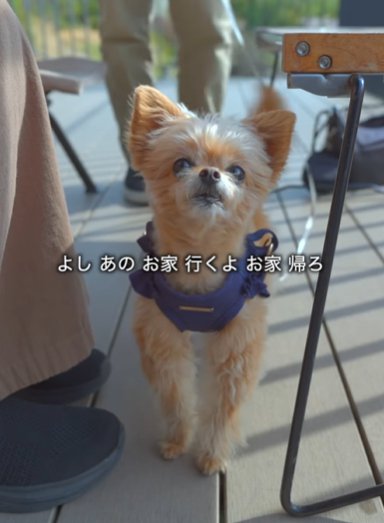 カフェのテラスに立つミックス犬