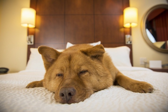 ベッドの上でくつろぐ犬