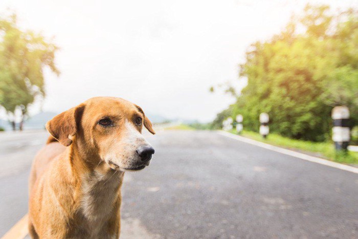 悲しそうな表情の犬の写真