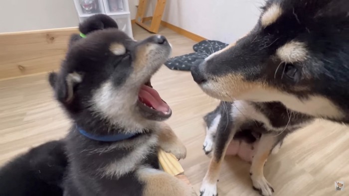 口を開けるあおくんと母犬