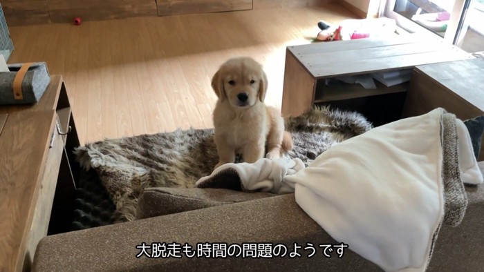 ちゃっかり脱走して得意げなお顔♪