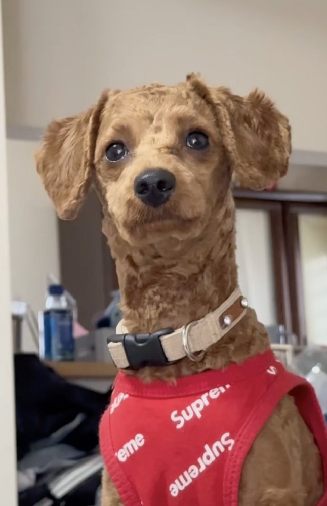 全身の毛が3ミリに!!