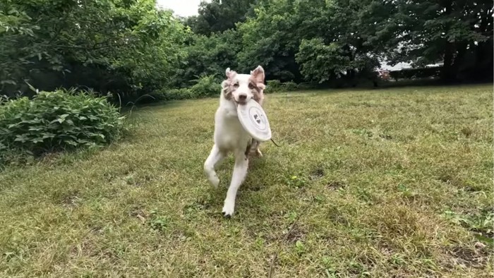 ディスクを持ち帰ってくる犬