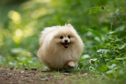 走るポメラニアン