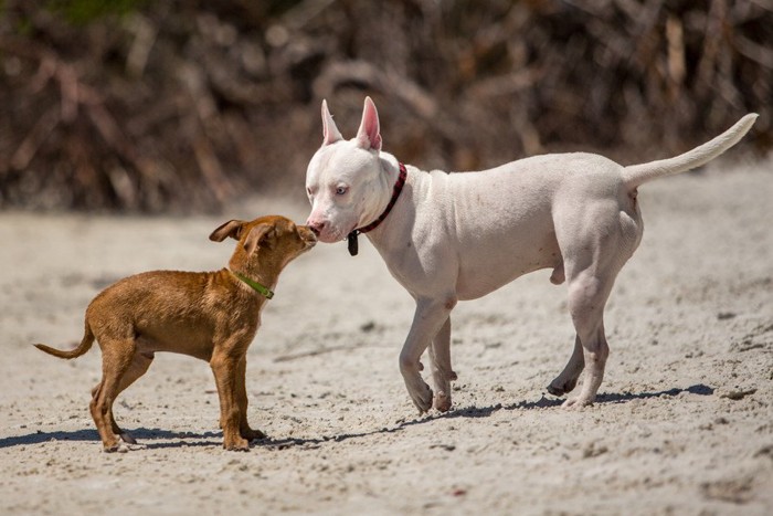 白い犬と茶色い犬