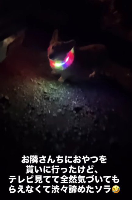 「やっぱりダメみたい…」