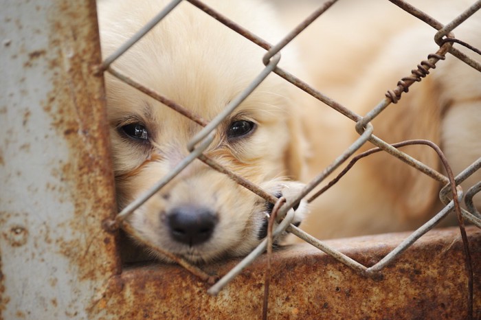 柵の中の犬