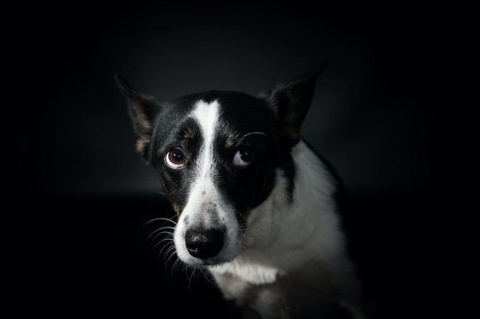 上目遣いで不安そうに見つめる白黒の犬