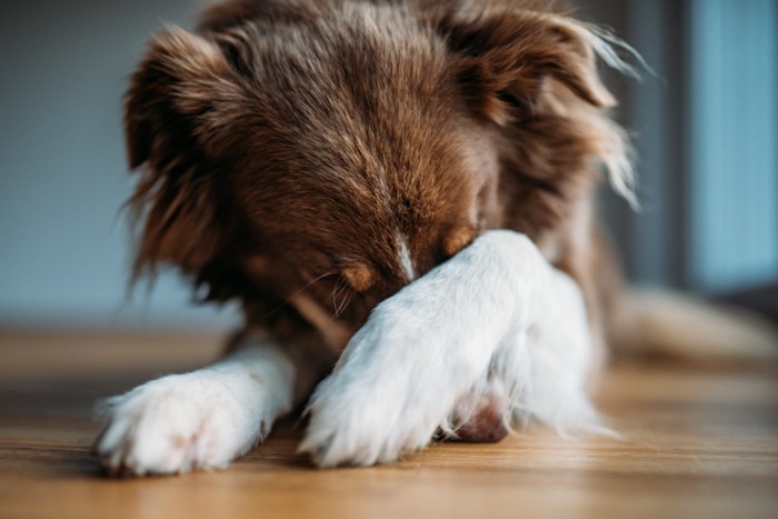 顔を隠している犬