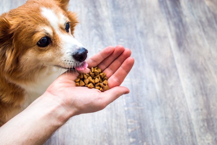 手からフードを食べる犬