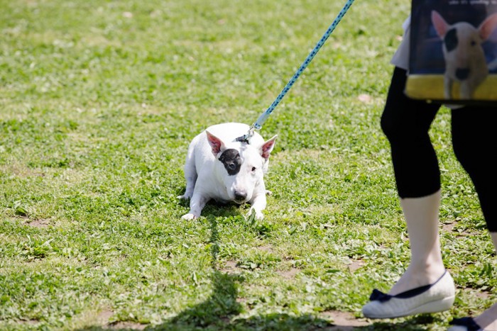 引っ張られる犬