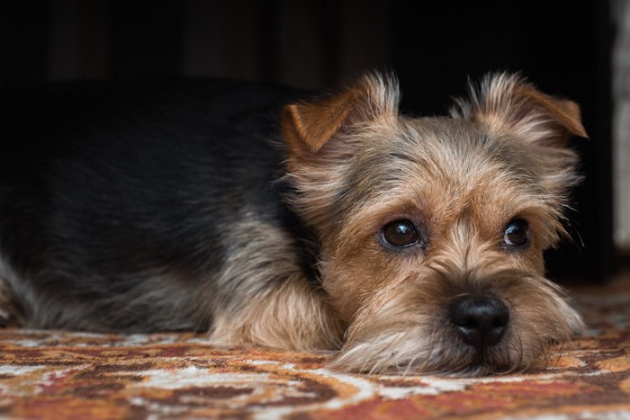 伏せて考え事をしている犬