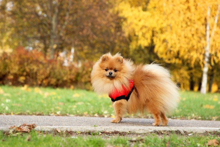 見つめる犬