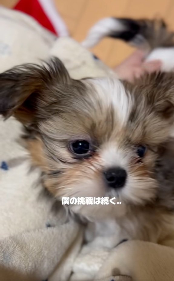 お手ができなかったこげまるくん