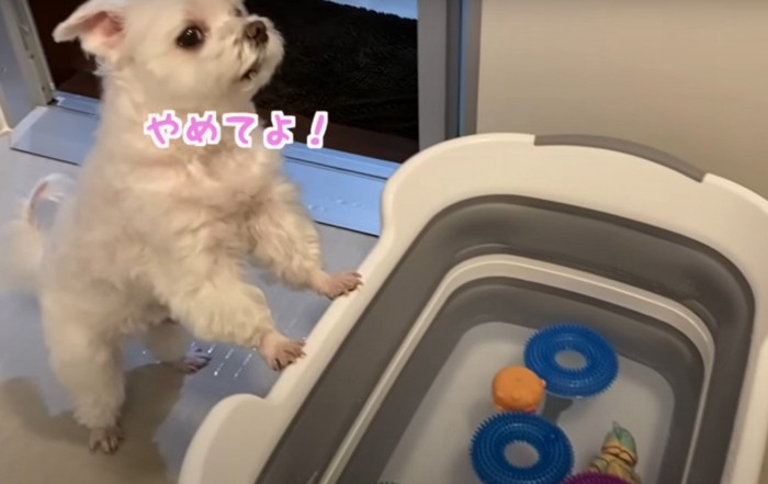 「やめてよ！」と吠える犬