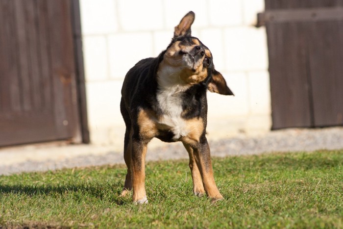 頭を振っている犬