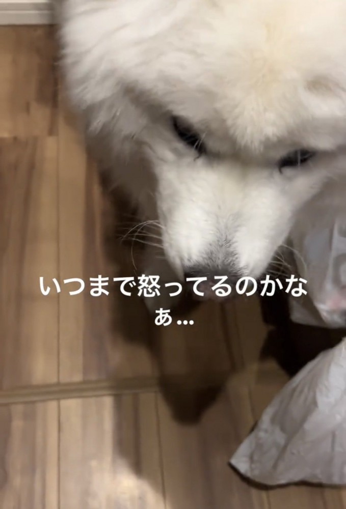 うつむく犬