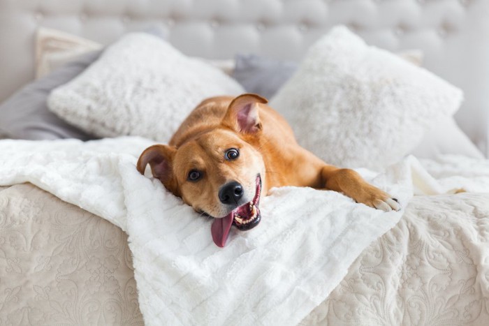 ベッドの上で舌を出す犬