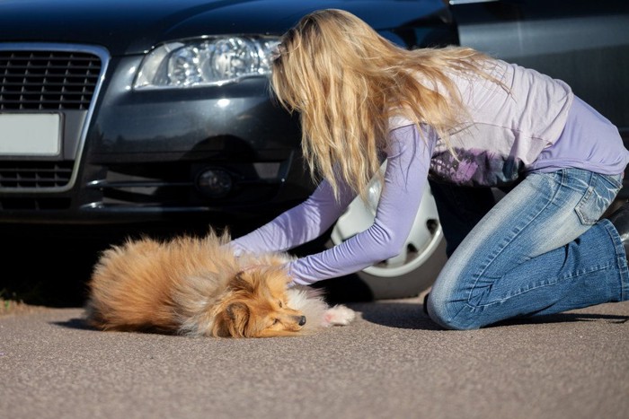 車に敷かれた犬と女性