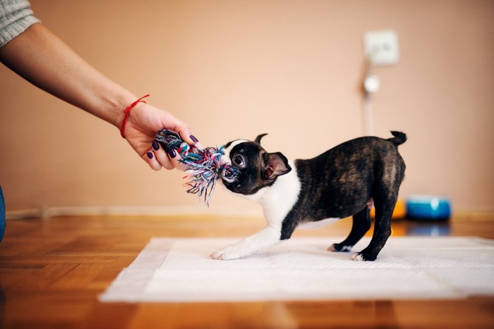 犬用ロープを引っ張る子犬