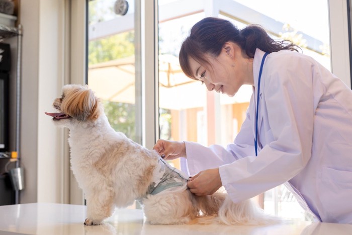 おむつをつけてもらう老犬