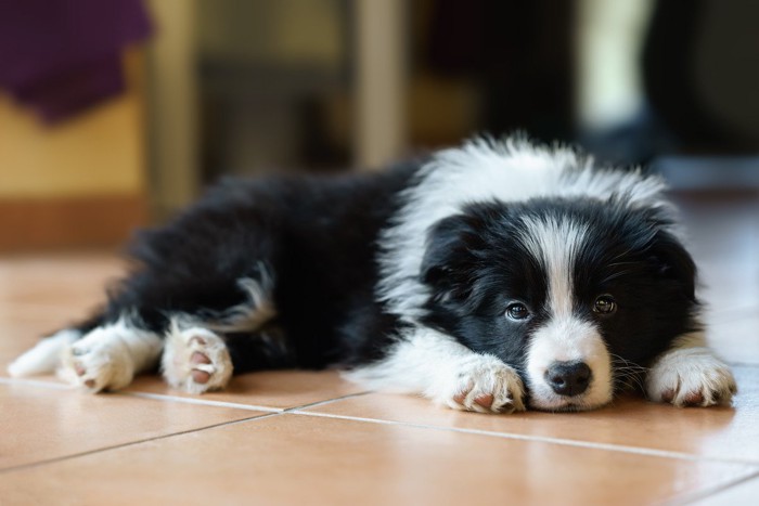 タイルの上で寝ている犬