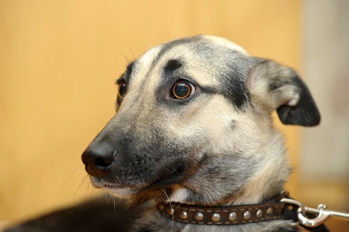 怖がって耳を伏せている犬