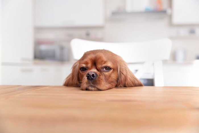 テーブルに顎を乗せている犬