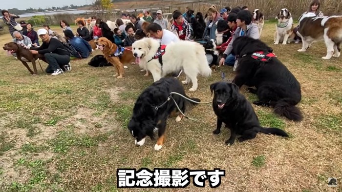 超大型犬たちの記念撮影